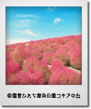国営ひたち海浜公園コキアの丘