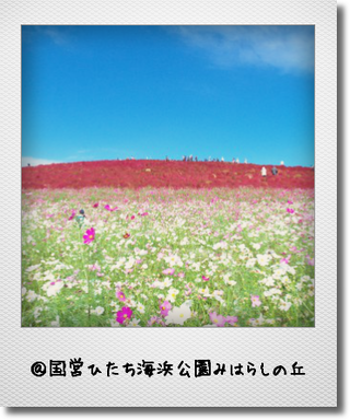 国営ひたち海浜公園みはらしの丘